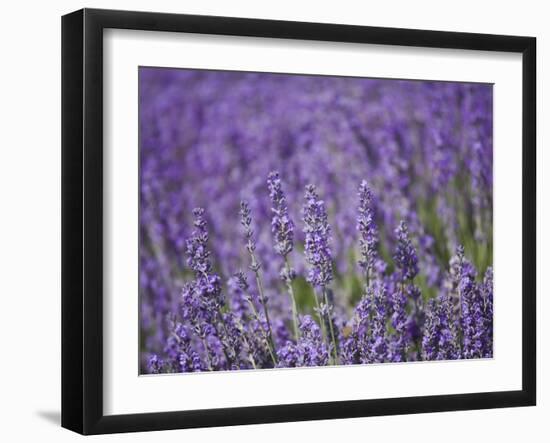 Lavender Field, Lordington Lavender Farm, Lordington, West Sussex, England, United Kingdom, Europe-Jean Brooks-Framed Photographic Print