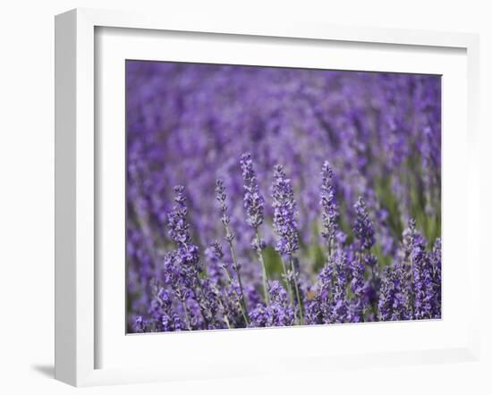 Lavender Field, Lordington Lavender Farm, Lordington, West Sussex, England, United Kingdom, Europe-Jean Brooks-Framed Photographic Print