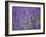 Lavender Field, Lordington Lavender Farm, Lordington, West Sussex, England, United Kingdom, Europe-Jean Brooks-Framed Photographic Print