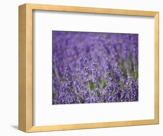 Lavender Field, Lordington Lavender Farm, Lordington, West Sussex, England, United Kingdom, Europe-Jean Brooks-Framed Photographic Print