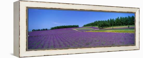 Lavender Field (Nakafurano) Hokkaido Japan-null-Framed Stretched Canvas