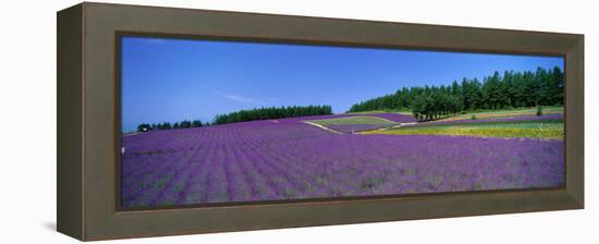 Lavender Field (Nakafurano) Hokkaido Japan-null-Framed Stretched Canvas