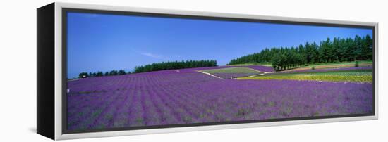 Lavender Field (Nakafurano) Hokkaido Japan-null-Framed Stretched Canvas