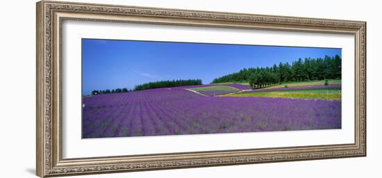 Lavender Field (Nakafurano) Hokkaido Japan--Framed Photographic Print