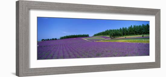 Lavender Field (Nakafurano) Hokkaido Japan-null-Framed Photographic Print