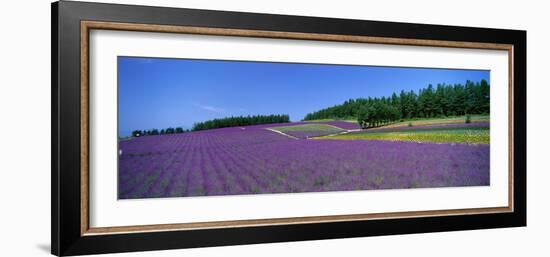 Lavender Field (Nakafurano) Hokkaido Japan-null-Framed Photographic Print