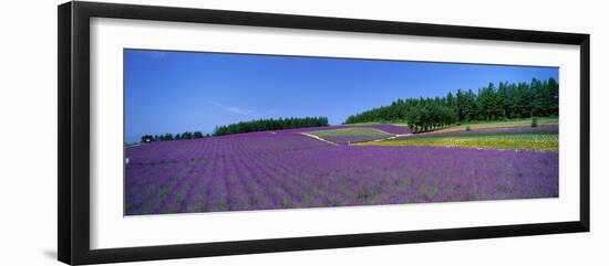 Lavender Field (Nakafurano) Hokkaido Japan-null-Framed Photographic Print