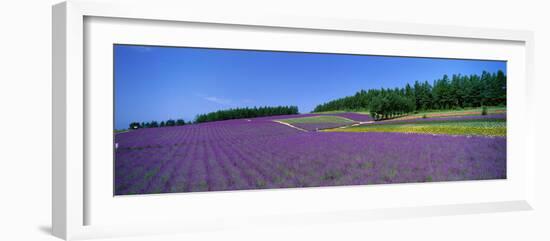 Lavender Field (Nakafurano) Hokkaido Japan-null-Framed Photographic Print