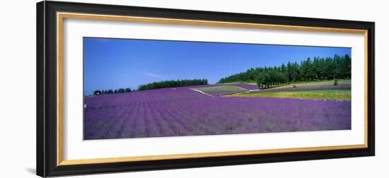 Lavender Field (Nakafurano) Hokkaido Japan-null-Framed Photographic Print