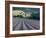 Lavender Field Near Ferrassieres, Drome, Rhone Alpes, France-Michael Busselle-Framed Photographic Print