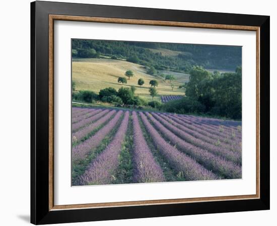 Lavender Field Near Ferrassieres, Drome, Rhone Alpes, France-Michael Busselle-Framed Photographic Print