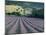 Lavender Field Near Ferrassieres, Drome, Rhone Alpes, France-Michael Busselle-Mounted Photographic Print