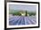 Lavender Field Near St Tropez-Hazel Barker-Framed Giclee Print