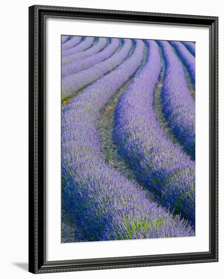 Lavender Field Near Valensole, Provence-Alpes-Cote D'Azur, France-Doug Pearson-Framed Photographic Print