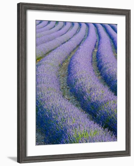 Lavender Field Near Valensole, Provence-Alpes-Cote D'Azur, France-Doug Pearson-Framed Photographic Print