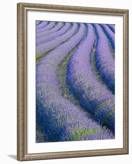 Lavender Field Near Valensole, Provence-Alpes-Cote D'Azur, France-Doug Pearson-Framed Photographic Print