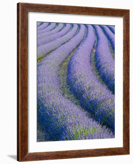 Lavender Field Near Valensole, Provence-Alpes-Cote D'Azur, France-Doug Pearson-Framed Photographic Print