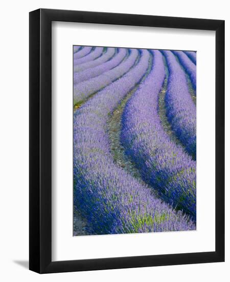 Lavender Field Near Valensole, Provence-Alpes-Cote D'Azur, France-Doug Pearson-Framed Photographic Print