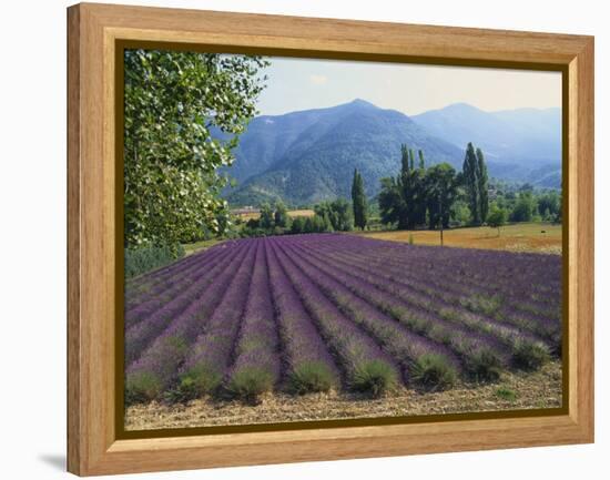 Lavender Field, Plateau De Sault, Provence, France-Guy Thouvenin-Framed Premier Image Canvas