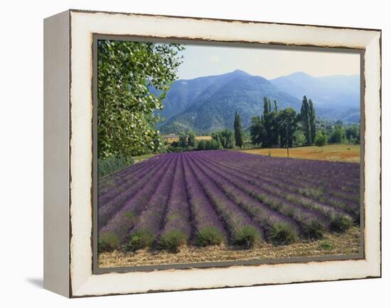 Lavender Field, Plateau De Sault, Provence, France-Guy Thouvenin-Framed Premier Image Canvas