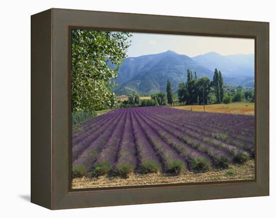 Lavender Field, Plateau De Sault, Provence, France-Guy Thouvenin-Framed Premier Image Canvas