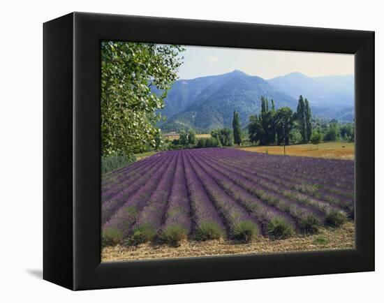 Lavender Field, Plateau De Sault, Provence, France-Guy Thouvenin-Framed Premier Image Canvas