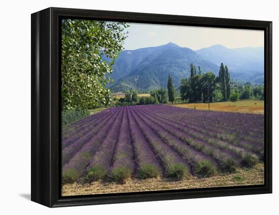 Lavender Field, Plateau De Sault, Provence, France-Guy Thouvenin-Framed Premier Image Canvas