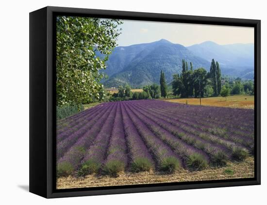 Lavender Field, Plateau De Sault, Provence, France-Guy Thouvenin-Framed Premier Image Canvas