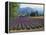 Lavender Field, Plateau De Sault, Provence, France-Guy Thouvenin-Framed Premier Image Canvas