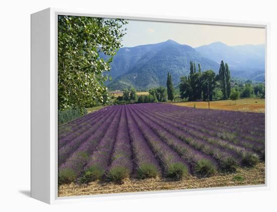 Lavender Field, Plateau De Sault, Provence, France-Guy Thouvenin-Framed Premier Image Canvas