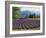 Lavender Field, Plateau De Sault, Provence, France-Guy Thouvenin-Framed Photographic Print