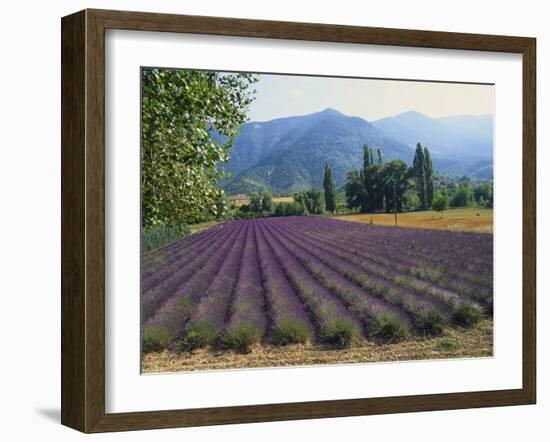 Lavender Field, Plateau De Sault, Provence, France-Guy Thouvenin-Framed Photographic Print