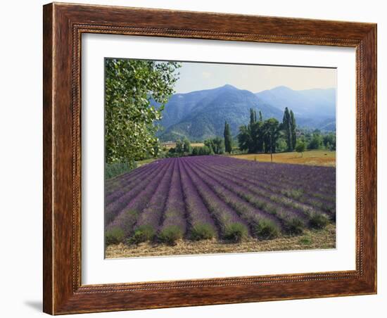 Lavender Field, Plateau De Sault, Provence, France-Guy Thouvenin-Framed Photographic Print