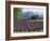 Lavender Field, Plateau De Sault, Provence, France-Guy Thouvenin-Framed Photographic Print