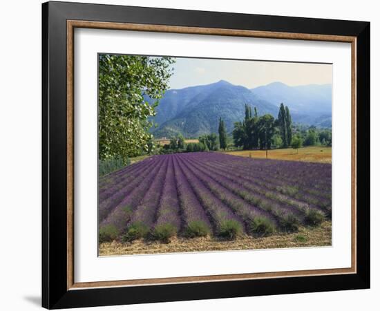 Lavender Field, Plateau De Sault, Provence, France-Guy Thouvenin-Framed Photographic Print