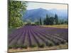 Lavender Field, Plateau De Sault, Provence, France-Guy Thouvenin-Mounted Photographic Print
