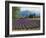 Lavender Field, Plateau De Sault, Provence, France-Guy Thouvenin-Framed Photographic Print