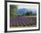 Lavender Field, Plateau De Sault, Provence, France-Guy Thouvenin-Framed Photographic Print