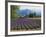 Lavender Field, Plateau De Sault, Provence, France-Guy Thouvenin-Framed Photographic Print