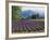 Lavender Field, Plateau De Sault, Provence, France-Guy Thouvenin-Framed Photographic Print