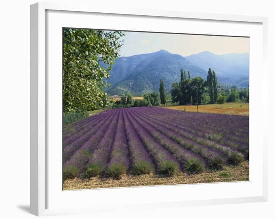 Lavender Field, Plateau De Sault, Provence, France-Guy Thouvenin-Framed Photographic Print