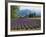 Lavender Field, Plateau De Sault, Provence, France-Guy Thouvenin-Framed Photographic Print