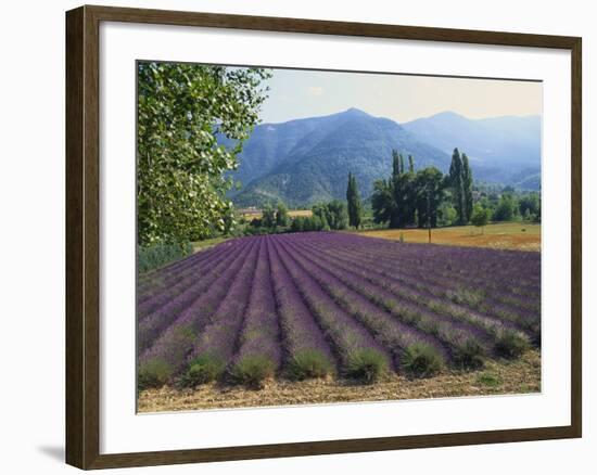 Lavender Field, Plateau De Sault, Provence, France-Guy Thouvenin-Framed Photographic Print