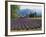 Lavender Field, Plateau De Sault, Provence, France-Guy Thouvenin-Framed Photographic Print