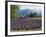 Lavender Field, Plateau De Sault, Provence, France-Guy Thouvenin-Framed Photographic Print