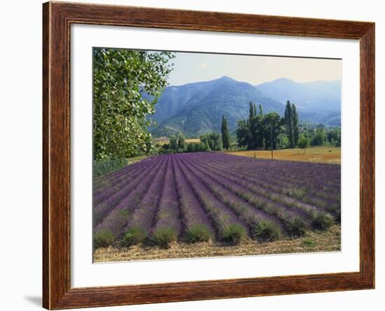 Lavender Field, Plateau De Sault, Provence, France-Guy Thouvenin-Framed Photographic Print