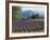 Lavender Field, Plateau De Sault, Provence, France-Guy Thouvenin-Framed Photographic Print