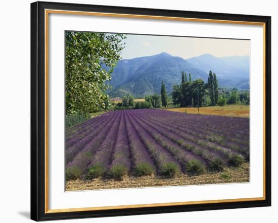 Lavender Field, Plateau De Sault, Provence, France-Guy Thouvenin-Framed Photographic Print