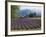 Lavender Field, Plateau De Sault, Provence, France-Guy Thouvenin-Framed Photographic Print