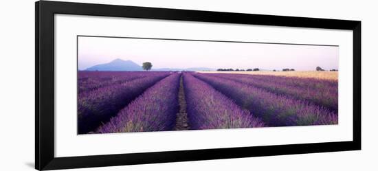 Lavender Field, Plateau De Valensole, France-null-Framed Photographic Print